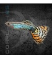 Guppy Macho Tigre Neón 3.5-4cm | Poecilia reticulata