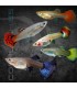 Guppy Hembra Surtida 3.5-4cm | Poecilia reticulata