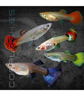 Guppy Hembra Surtida 3.5-4cm | Poecilia reticulata