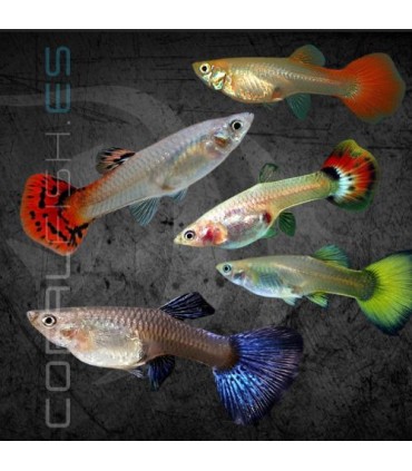 Guppy Hembra Surtida 3.5-4cm | Poecilia reticulata