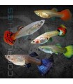 Guppy Hembra Surtida 3.5-4cm | Poecilia reticulata