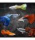 Guppy Macho Surtido 3.5-4cm | Poecilia reticulata