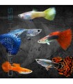 Guppy Macho Surtido 3.5-4cm | Poecilia reticulata