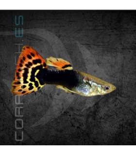 Guppy Macho Rojo Dragón Tail 3-3.5 cm | Poecilia reticulata