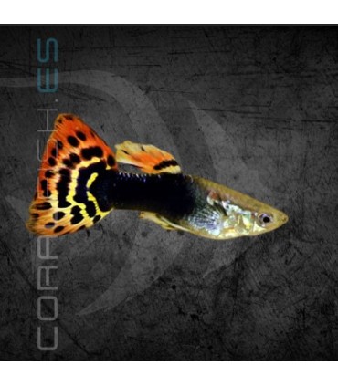 Guppy Macho Rojo Dragón Tail 3-3.5 cm | Poecilia reticulata