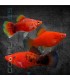 Platy Coral Surtido 3 cm | Xiphophorus maculatus