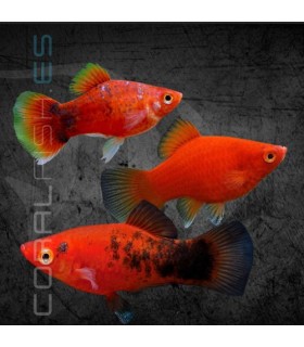 Platy Coral Surtido 3 cm | Xiphophorus maculatus