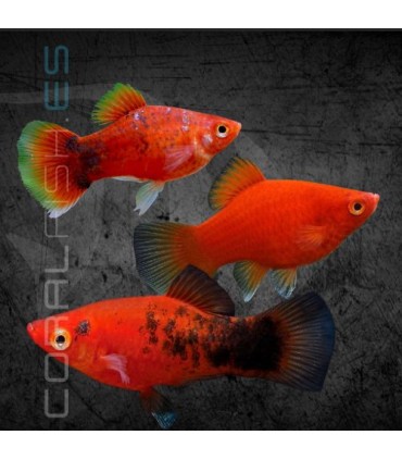 Platy Coral Surtido 3 cm | Xiphophorus maculatus