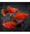 Platy Coral Surtido 3 cm | Xiphophorus maculatus