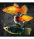 Platy Surtido 3-4 cm | Xiphophorus maculatus
