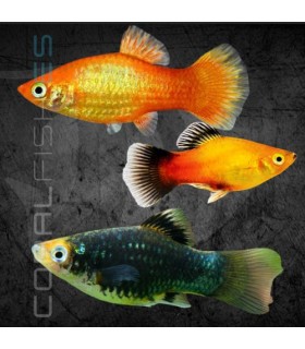 Platy Surtido 3-4 cm | Xiphophorus maculatus