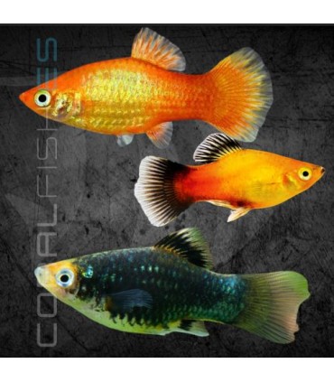 Platy Surtido 3-4 cm | Xiphophorus maculatus