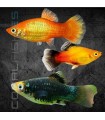 Platy Surtido 3-4 cm | Xiphophorus maculatus