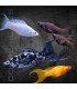 Molly Lira Surtido 4-5cm | Poecilia sphenops