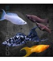 Molly Lira Surtido 4-5cm | Poecilia sphenops
