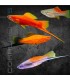 Xipho Surtido 4-5 cm | Xiphophorus helleri