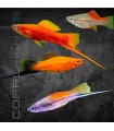 Xipho Surtido 4-5 cm | Xiphophorus helleri