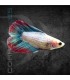 Betta Hembra Doble Cola 3-4 cm | Betta splendens
