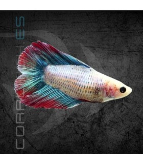 Betta Hembra Doble Cola 3-4 cm | Betta splendens