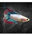 Betta Hembra Doble Cola 3-4 cm | Betta splendens