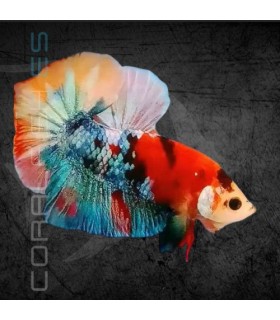 Betta Macho Plakat Media Luna Koi 4-5 cm | Betta splendens