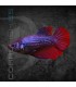 Betta Hembra Media Luna 3-4 cm | Betta splendens