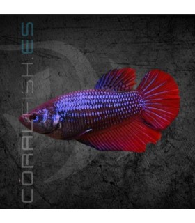 Betta Hembra Media Luna 3-4cm | Betta splendens