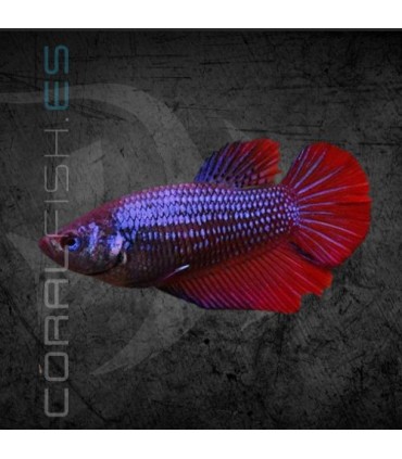 Betta Hembra Media Luna 3-4 cm | Betta splendens