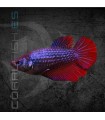 Betta Hembra Media Luna 3-4 cm | Betta splendens