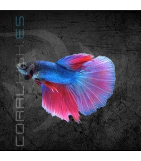 Betta Macho Deluxe 5 cm | Betta splendens
