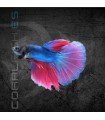 Betta Macho Deluxe 5 cm | Betta splendens