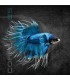 Betta Macho Corona Selección 5-6 cm | Betta splendens