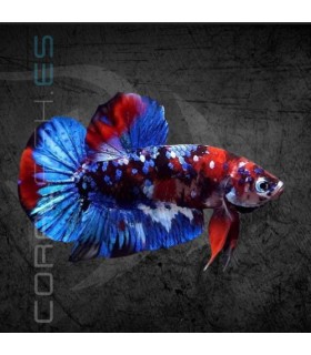 Betta Macho Plakat Media Luna Galaxy 5-6 cm | Betta splendens