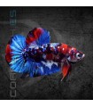 Betta Macho Plakat Media Luna Galaxy 5-6 cm | Betta splendens