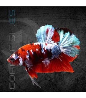 Betta Macho Plakat Media Luna Nemo 5-6 cm | Betta splendens