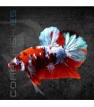 Betta Macho Plakat Media Luna Nemo 5-6 cm | Betta splendens