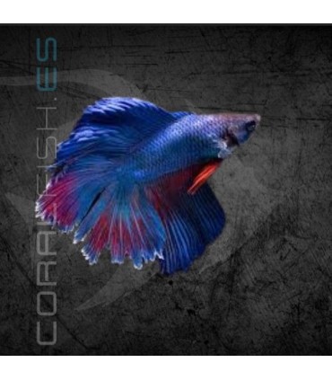 Betta Macho Media Luna Doble Cola 4-5 cm | Betta splendens