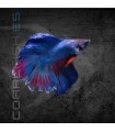 Betta Macho Media Luna Doble Cola 4-5 cm | Betta splendens