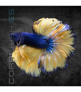Betta Macho Media Luna Selección 4-5cm | Betta splendens