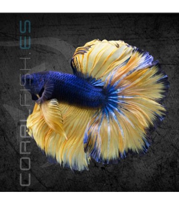 Betta Macho Media Luna Selección 4-5cm | Betta splendens