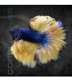 Betta Macho Media Luna Selección 4-5cm | Betta splendens