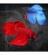 Betta Macho Splendens 4-5 cm | Betta splendens
