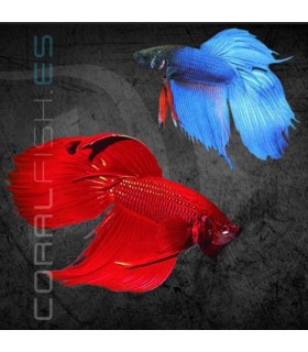Betta Macho Velo 5-6 cm | Betta splendens