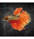 Betta Macho Súper Delta 4-5cm | Betta splendens