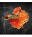 Betta Macho Súper Delta 4-5cm | Betta splendens