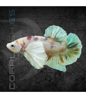 Betta Macho Dumbo Koi 4-5 cm | Betta splendens