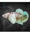 Betta Macho Dumbo Koi 4-5 cm | Betta splendens