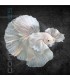 Betta Macho Media Luna Dumbo 4-5 cm | Betta splendens