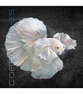 Betta Macho Media Luna Dumbo 4-5 cm | Betta splendens