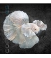 Betta Macho Media Luna Dumbo 4-5 cm | Betta splendens